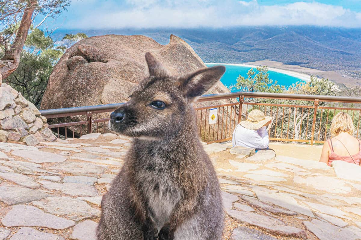 Wallaby, posing at Wineglass Bay lookout