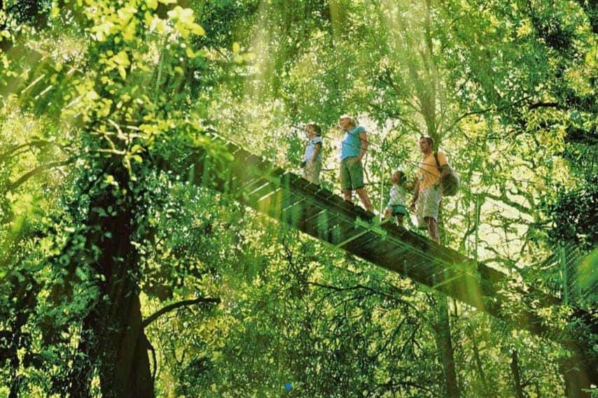 Tree top walk