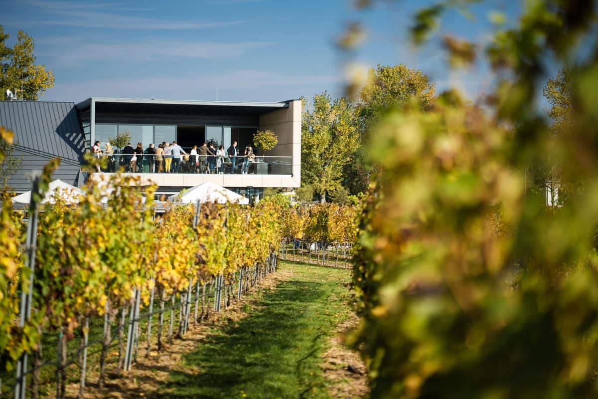 A vineyard with rows of grapevines leads to a modern building where people are gathered on a balcony under a blue sky.