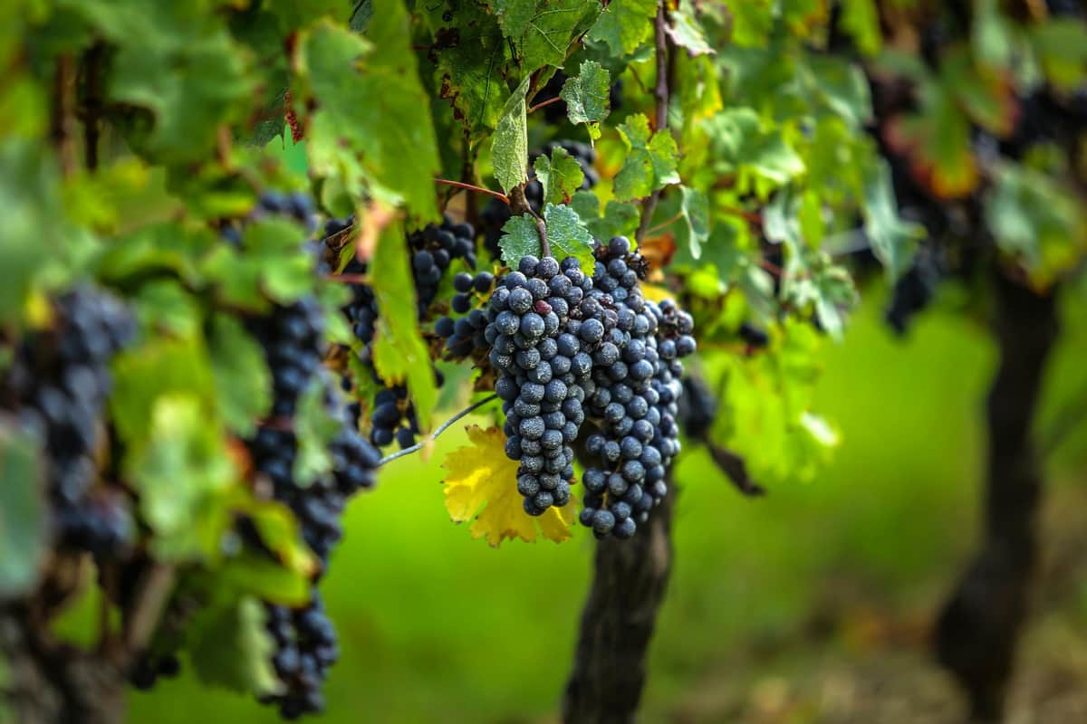 Saint-Émilion Village: Half-Day Wine Tour from Bordeaux Clusters of ripe purple grapes hang from a vine, surrounded by green leaves in a vineyard.