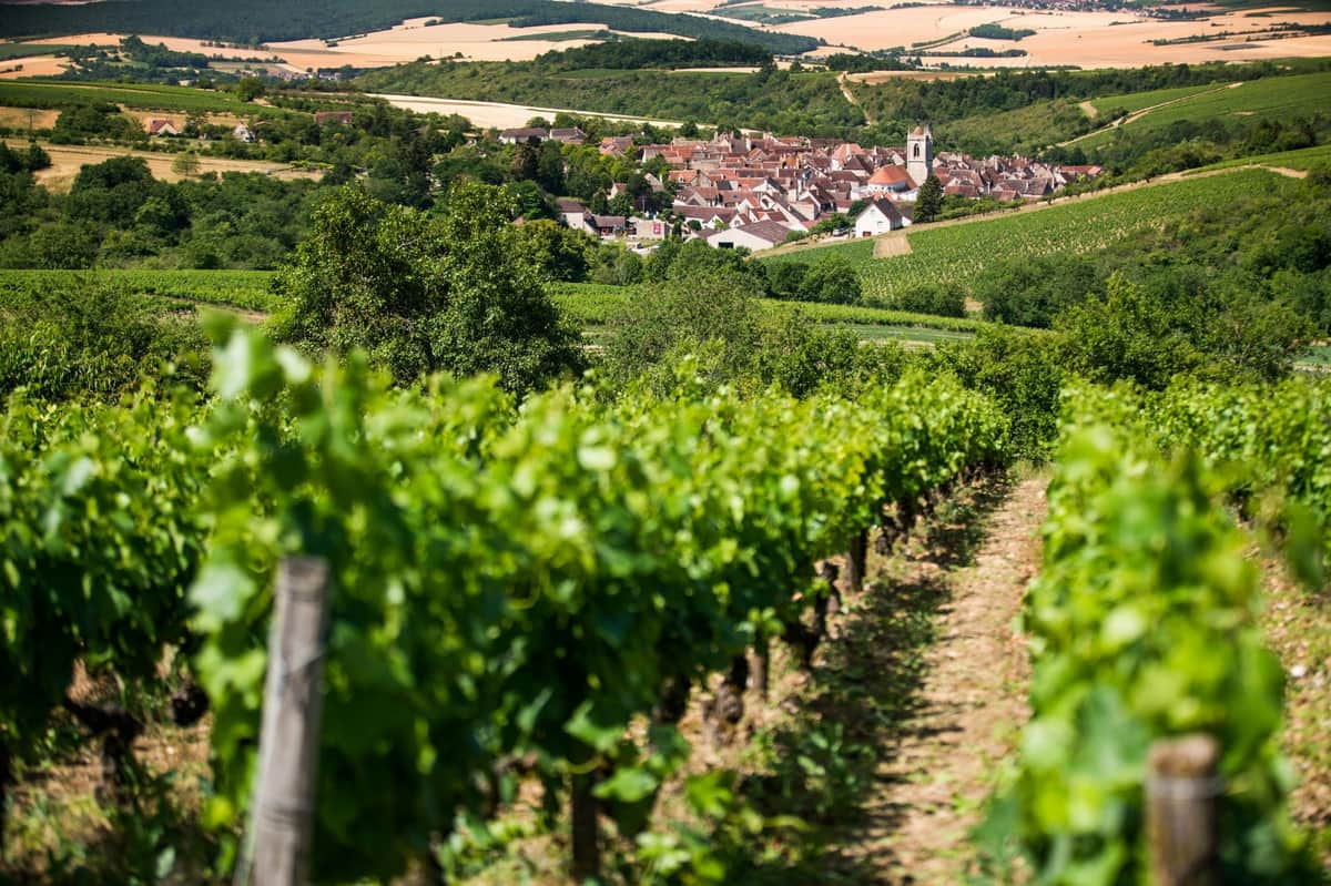 vineyard and village