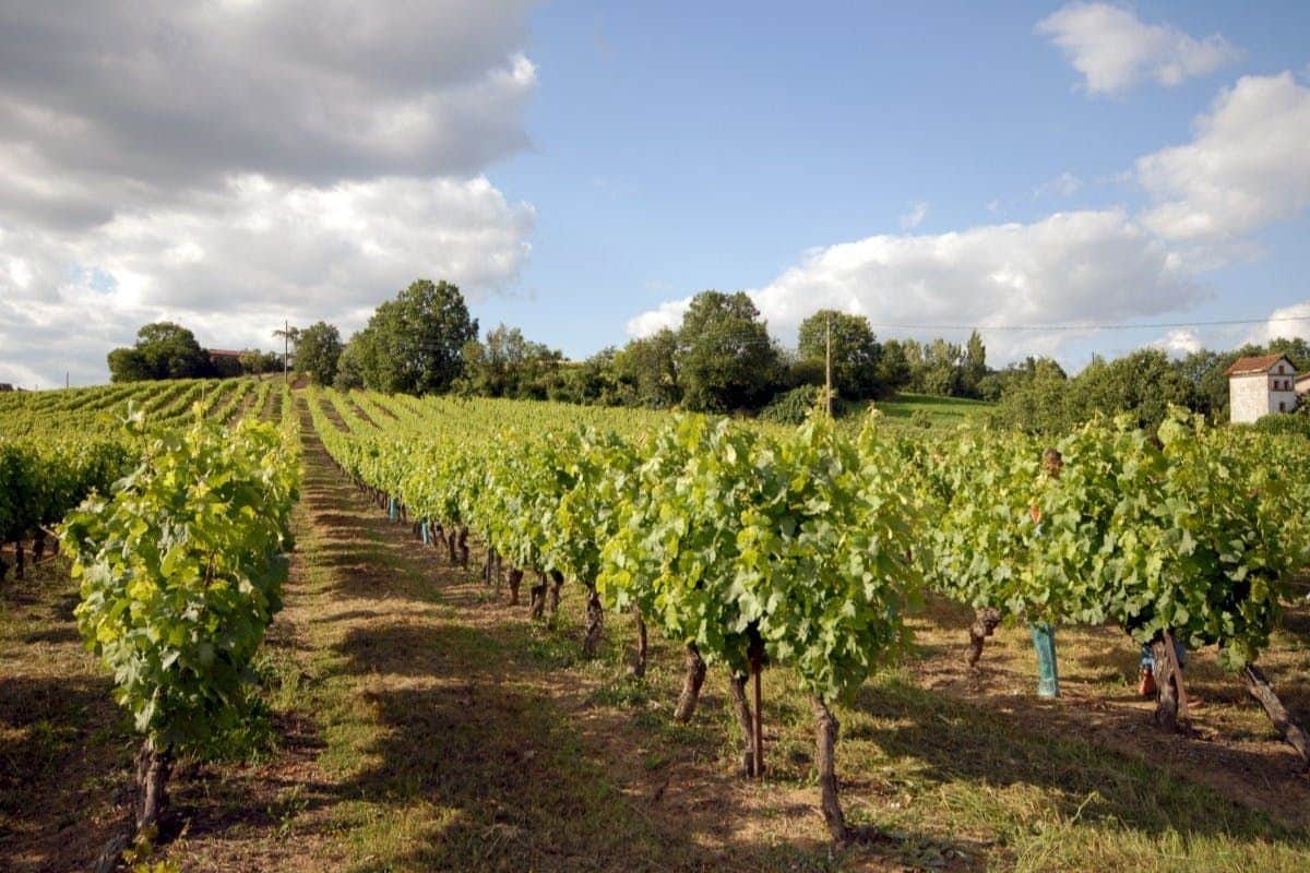 Gaillac: Half-Day Guided Tour from Toulouse + Wine Tasting Wine
