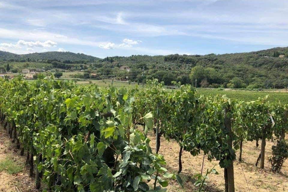 Vineyard