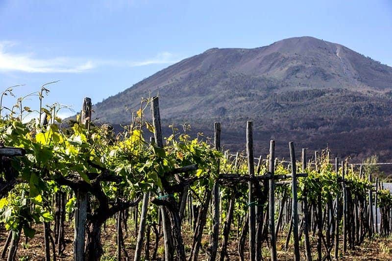 Vesuvius: Wine Tasting Rows of grapevines with wooden supports in a vineyard, set against the backdrop of a large, partially vegetated mountain.