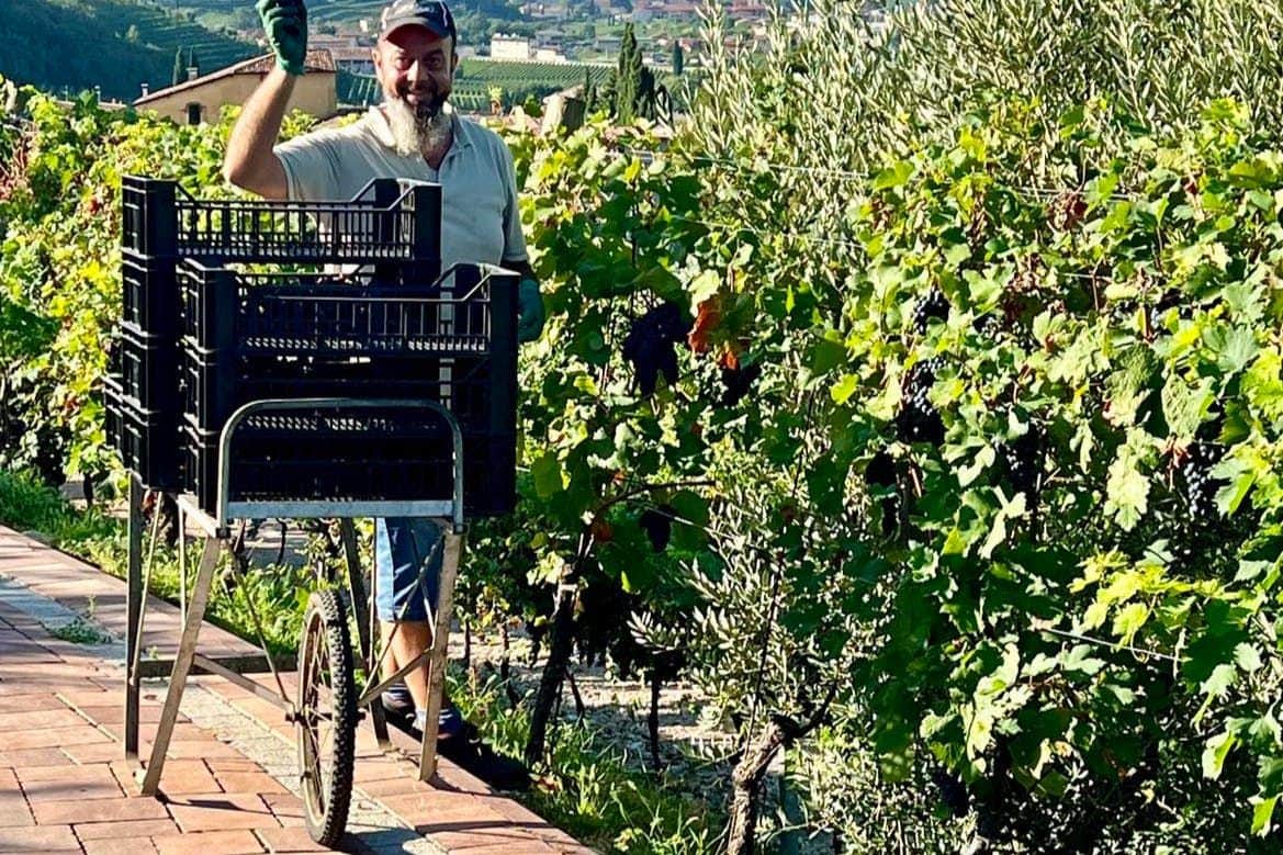 Cantina Fratelli Vogadori: Valpolicella Wine Tasting Experience A man in a vineyard holding a basket-filled cart, surrounded by grapevines and greenery, smiling while wearing a cap.