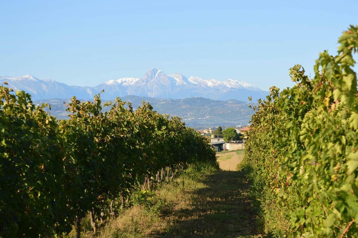 Abruzzo Historical Cellar Tour And Tasting A vineyard with rows of grapevines, mountains with snow-capped peaks in the background under a clear blue sky.