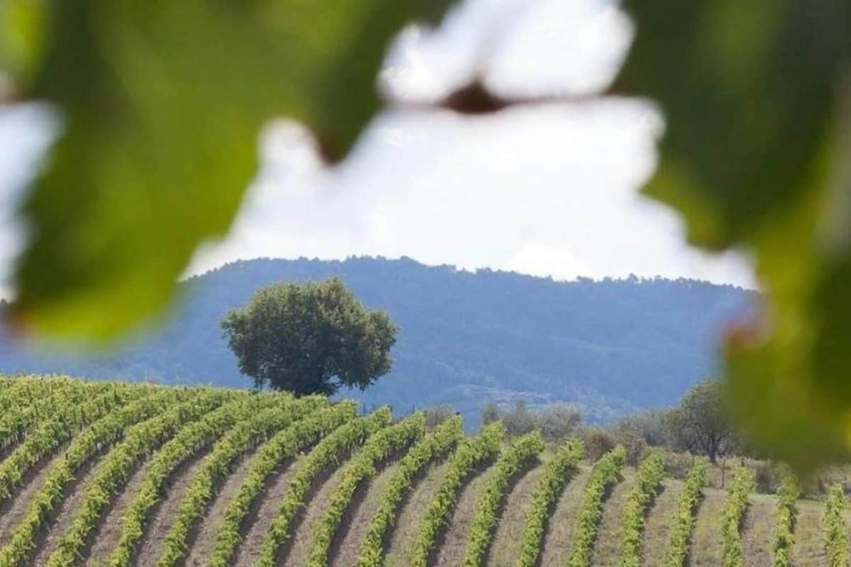 Chianti & Castles: Day Trip from San Gimignano + Wine Tasting Chianti
