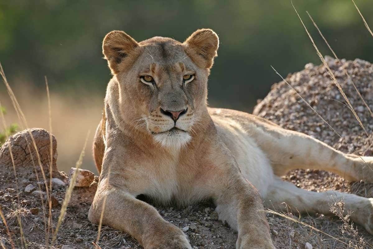 Lion