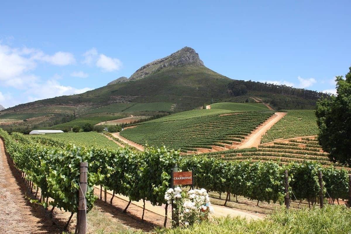 Delaire Graff Vineyards in Stellenbosch