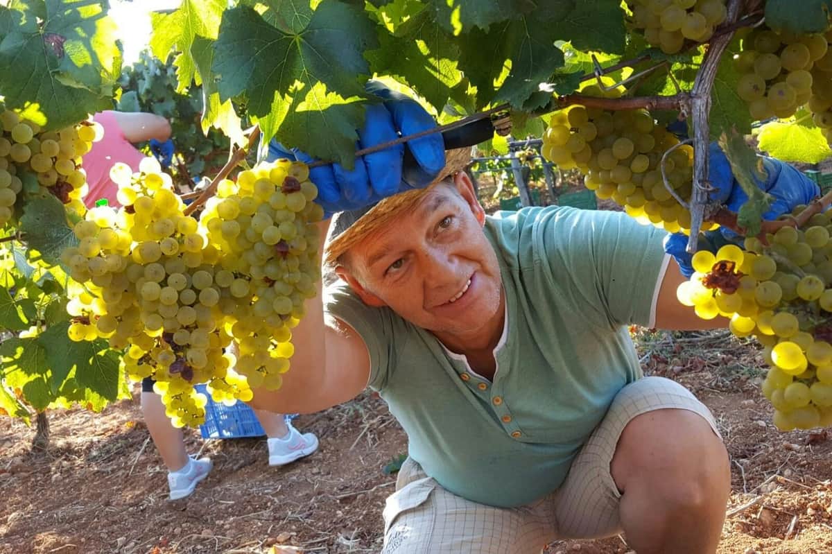 Mallorca: Winery & Olive Mill Guided Tour + Tastings + Roundtrip Transfer Joe at the grape harvest