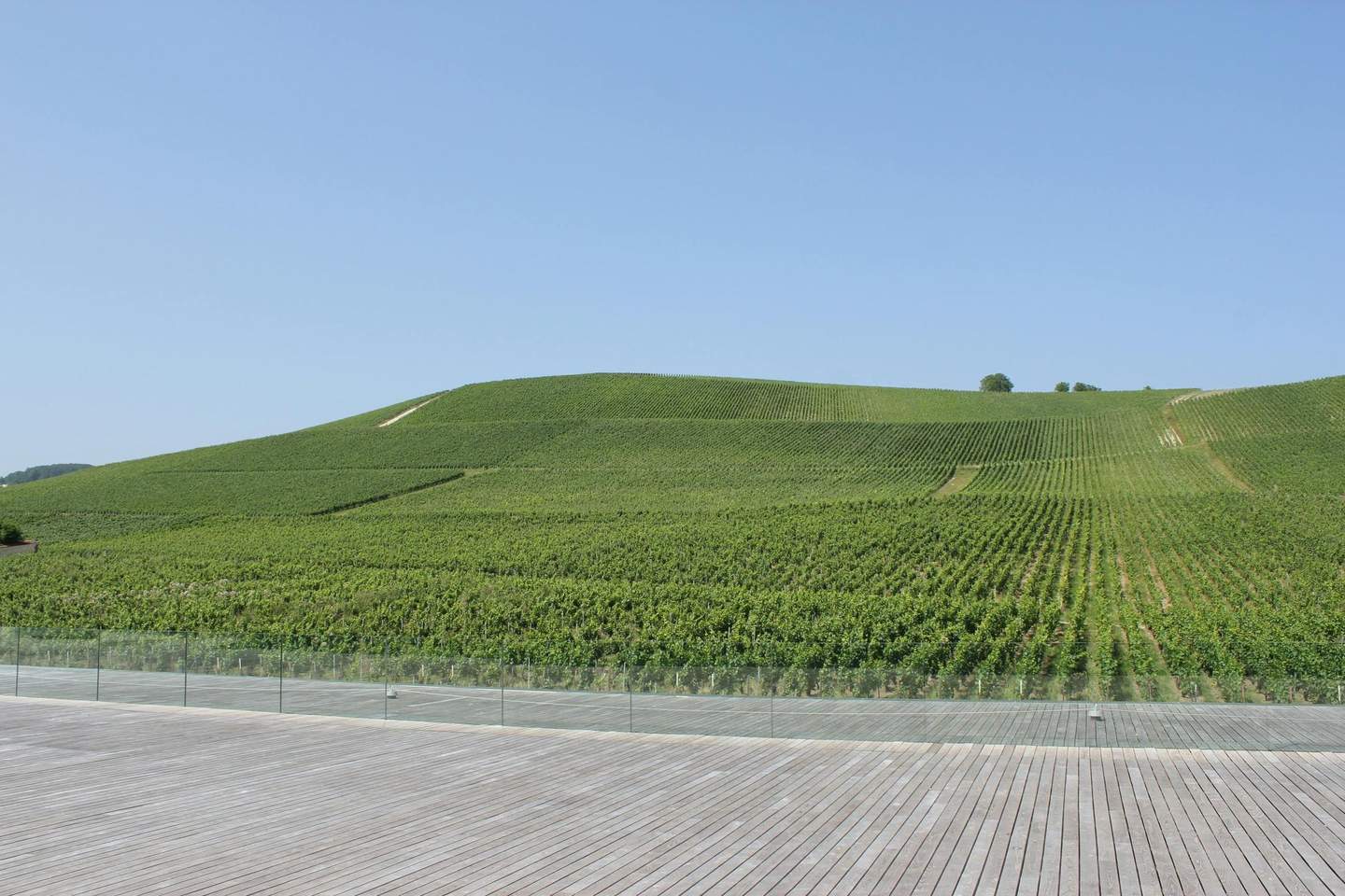 Pressoria - Eine sensorische Reise in das Herz der Champagne Weinberg auf sanften Hügeln vor einem klaren blauen Himmel, Blick von einer Holzterrasse mit Glasgeländer.