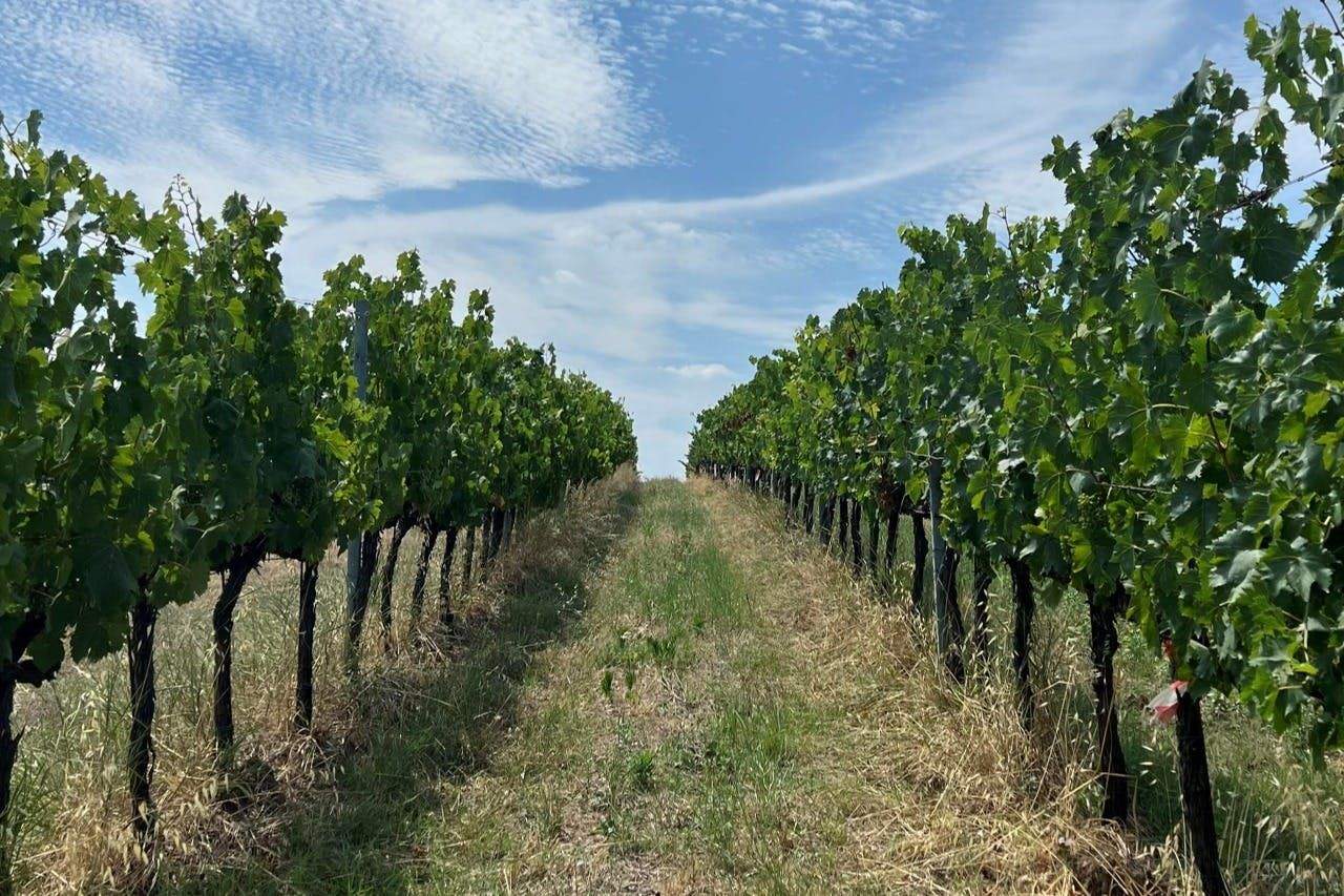 Tenuta La Viola vineyards