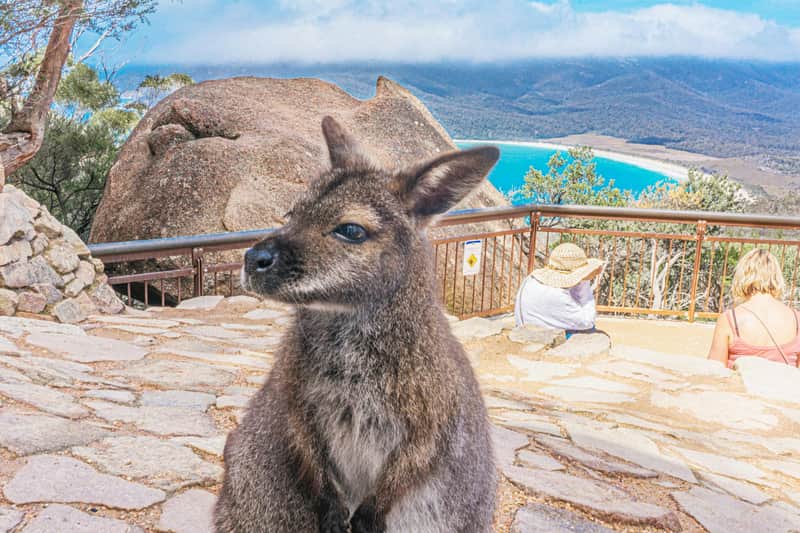 Wineglass Bay, Freycinet National Park & Richmond: Guided Tour + Transfer