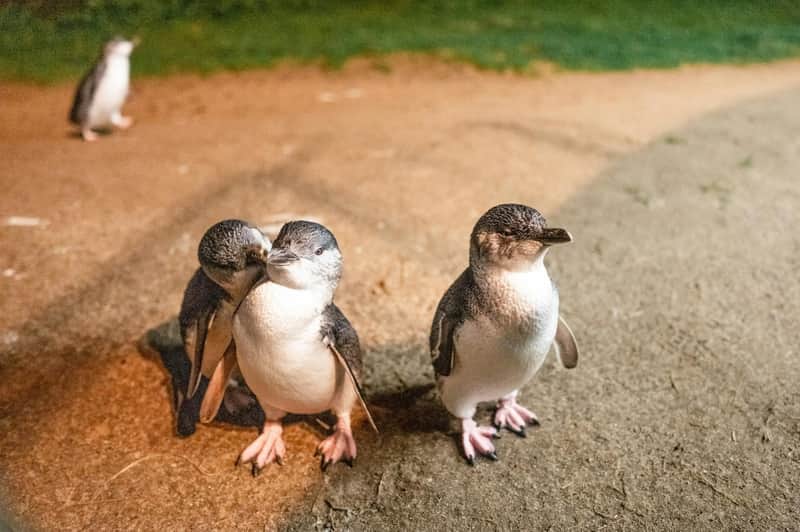 Phillip Island: Guided Tour from Melbourne + Wine, Lunch & Penguin Parade