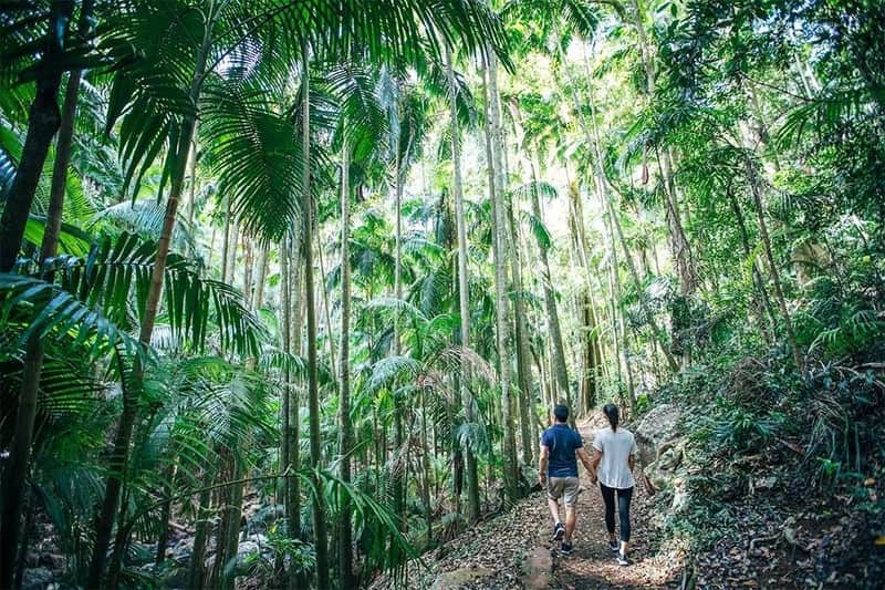 Tamborine Mountain: Guided Tour with Transfers, Lunch & Drinks