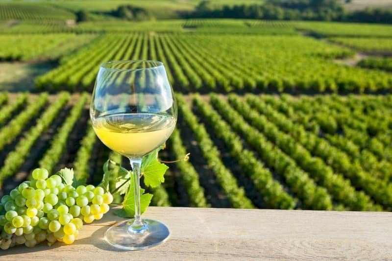 Loire Valley: Vouvray Vineyards Guided Visit from Tours + Tasting
