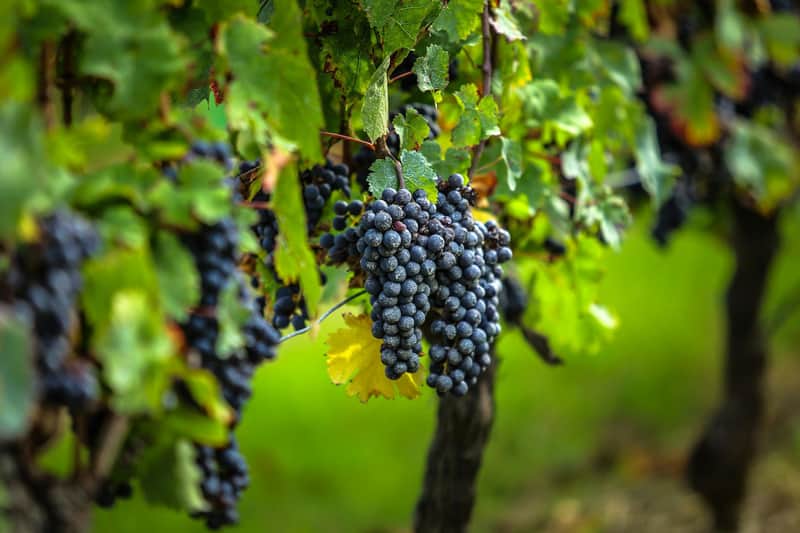 Saint-Émilion Village: Half-Day Wine Tour from Bordeaux