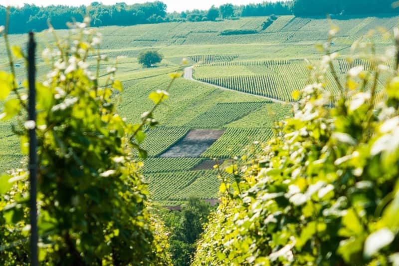 Reims: Cathedral, Vineyard Visit & Champagne Tasting Day Trip from Paris
