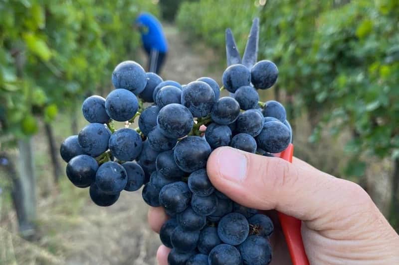 Tenuta La Viola: Guided Tour and Wine Tasting