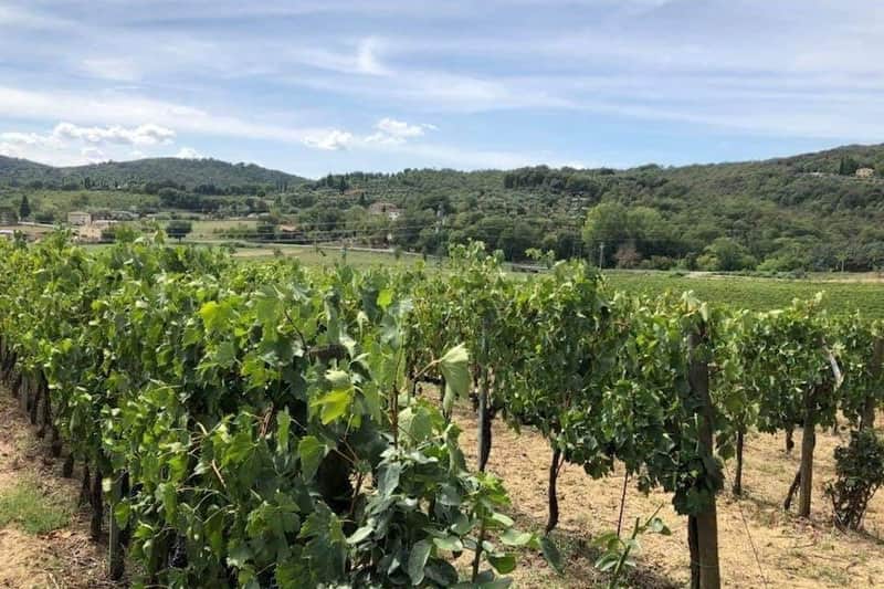 Arezzo: Wine Tasting in Val di Chiana