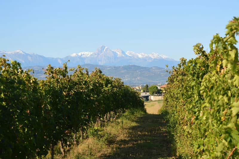 Abruzzo Historical Cellar Tour And Tasting