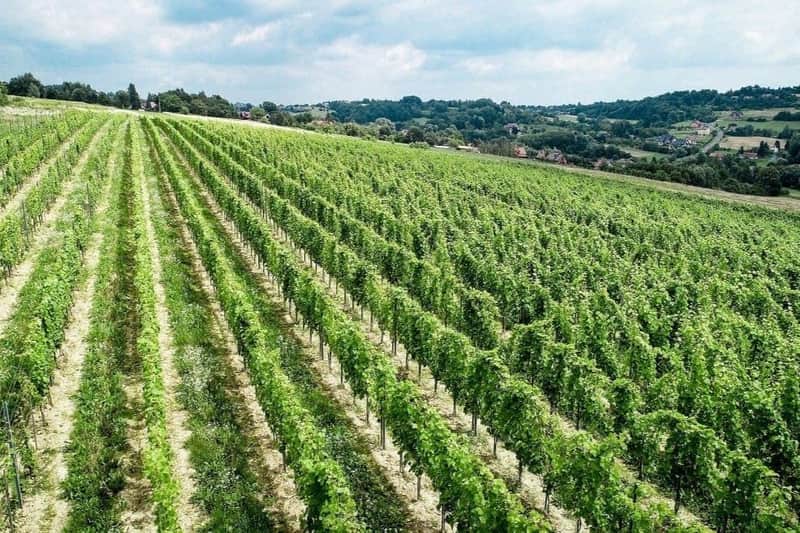 Wieliczka: Vineyard Visit and Wine Tasting from Krakow