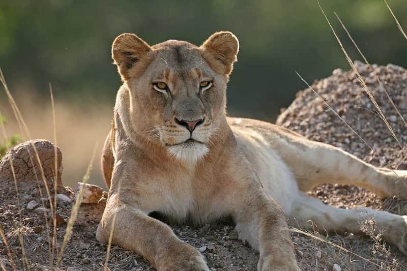 Cape Town: Small-Group Aquila Safari Tour with Wine Tasting