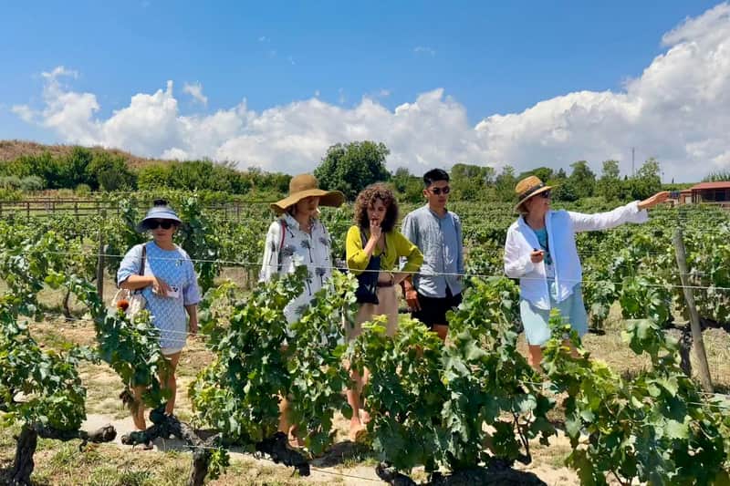 Penedès: Half-Day Guided Tour from Barcelona + Brunch + Wine Tasting