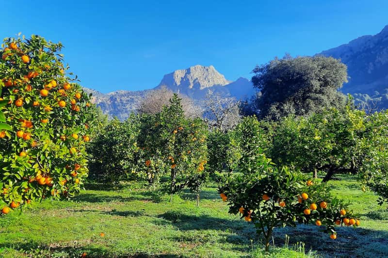 Mallorca: Orange Valley & Valldemossa Guided Tour + Transfers