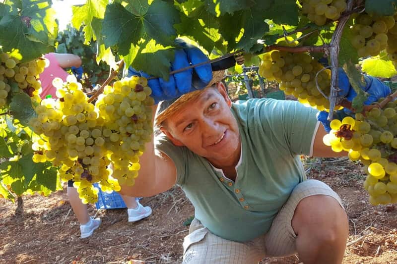 Mallorca: Winery & Olive Mill Guided Tour + Tastings + Roundtrip Transfer