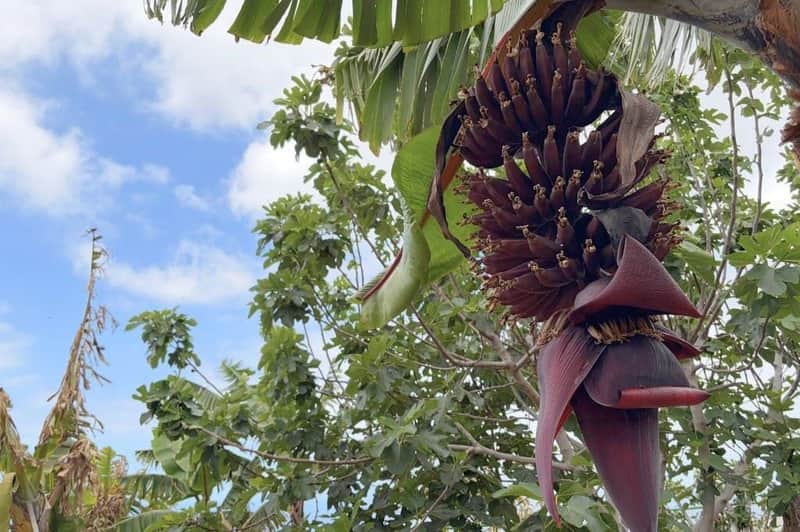 Tenerife: Banana Plantation & Winery Tour + Wine Tasting