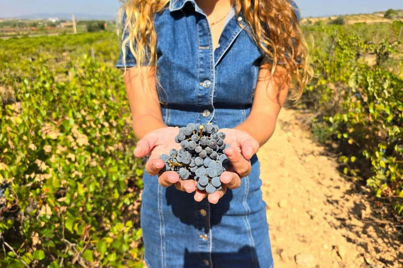 Utiel-Requena Vineyards: Guided Tour from Valencia + Wine Tasting