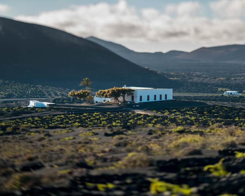 Bodegas El Grifo