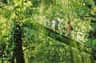 Tree top walk