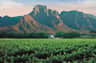 Vineyard