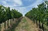 Tenuta La Viola