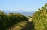 Mazzarosa Winery
